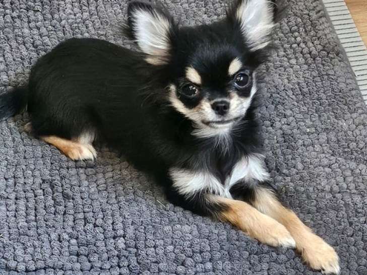 À vendre, un chiot femelle Chihuahua noire tricolore LOF née en avril 2025