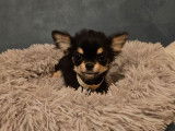 À vendre, un chiot femelle Chihuahua noire tricolore LOF née en avril 2025