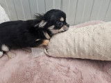 À vendre, un chiot femelle Chihuahua noire tricolore LOF née en avril 2025