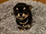 À vendre, un chiot femelle Chihuahua noire tricolore LOF née en avril 2025