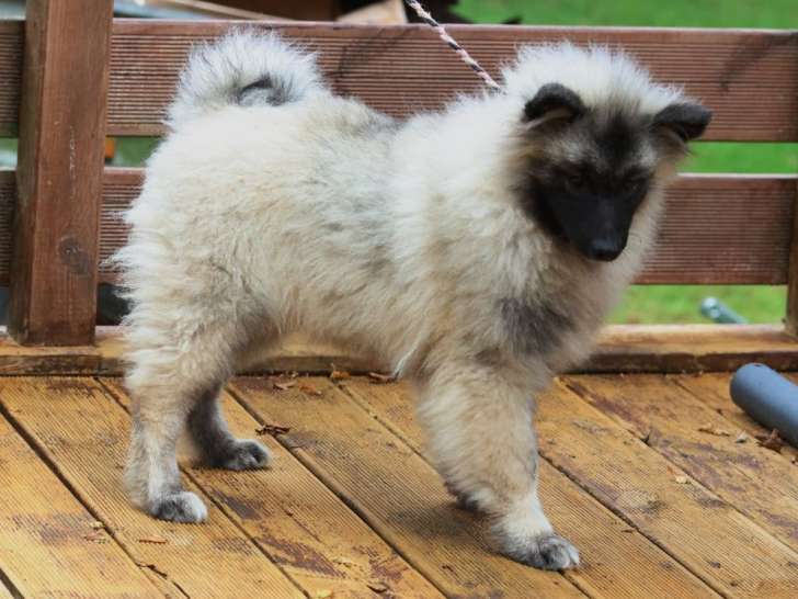 1 chiot mâle Spitz Loup LOF à vendre, né en avril 2025