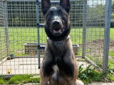 À vendre, 1 chien Berger Belge Malinois LOF de mars 2024, dressé