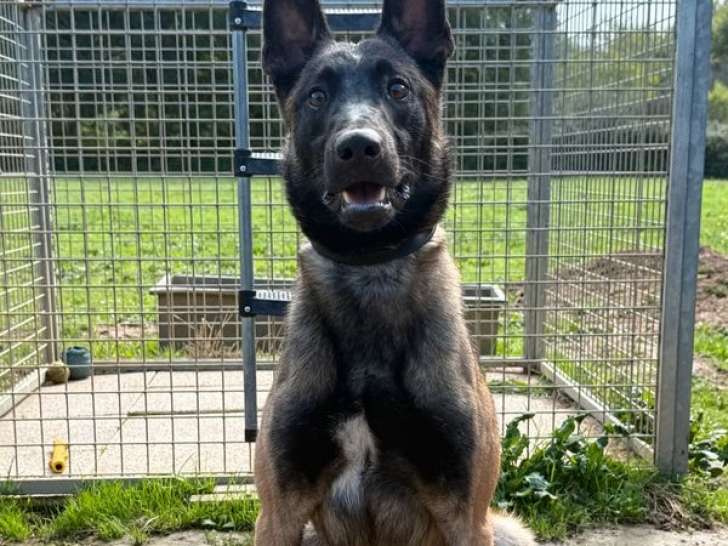 À vendre, 1 chien Berger Belge Malinois LOF de mars 2024, dressé