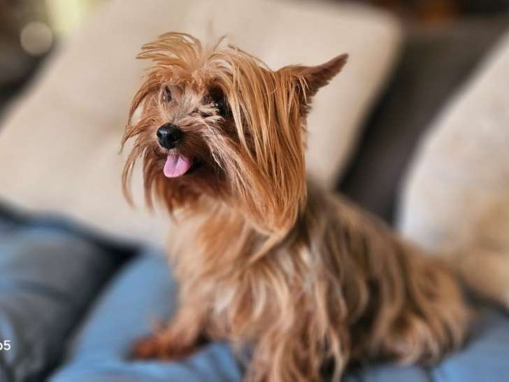 1 chienne Yorkshire LOF à vendre, née en juin 2021