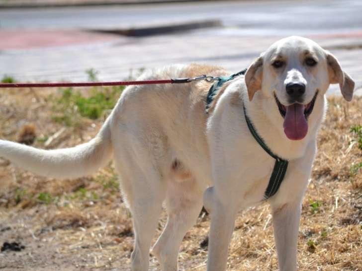 Whisky, Mâtin Espagnol doux qui vous enivrera d'amour à adopter