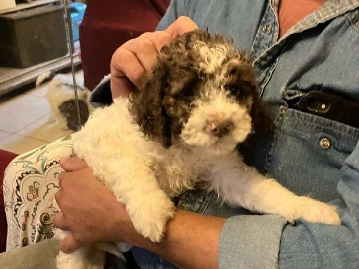 À vendre, 2 chiots Lagotto Romagnolo LOF d’août 2025