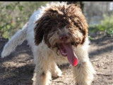 À vendre, 2 chiots Lagotto Romagnolo LOF d’août 2025