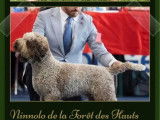 À vendre, 2 chiots Lagotto Romagnolo LOF d’août 2025
