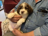 À vendre, 2 chiots Lagotto Romagnolo LOF d’août 2025