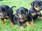 3 chiots femelles Pinschers Nains LOF à vendre, nées en mars 2025, disponibles immédiatement