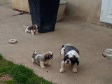 À réserver, 2 chiots femelles Shih Tzu LOF