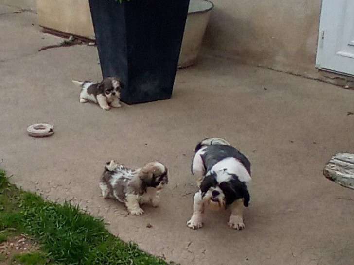 À réserver, 2 chiots femelles Shih Tzu LOF