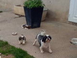 À réserver, 2 chiots femelles Shih Tzu LOF