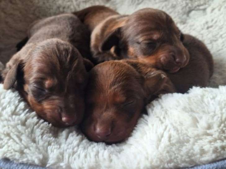 À réserver, 4 chiots Teckels Nains LOF, nés en septembre 2025