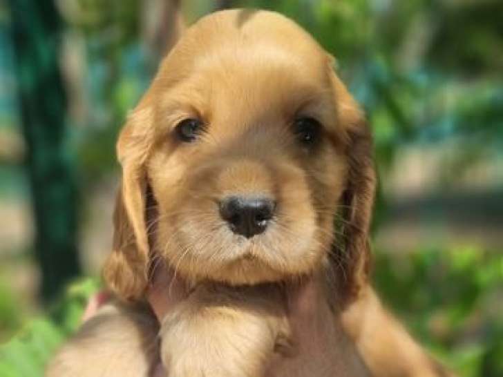 À réserver, chiots mâles Cockers Spaniel Anglais LOF nés en août 2025, disponibles fin septembre
