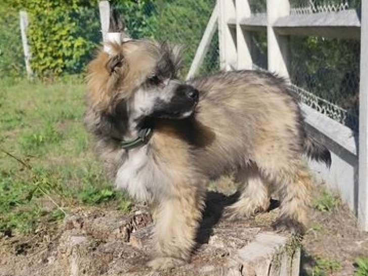 À vendre, 1 chiot Chinois à Crête mâle LOF bringé