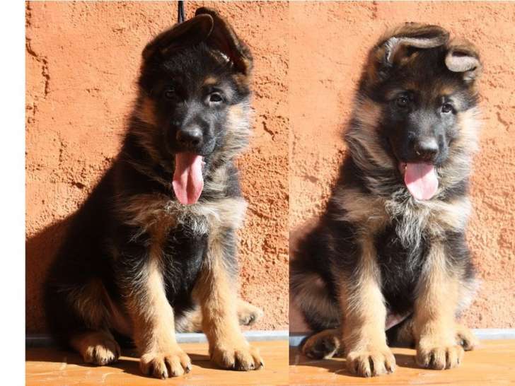 À vendre, des chiots Bergers Allemands LOF