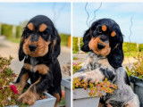 2 chiots Cockers Spaniel Anglais LOF à vendre, nés en juillet 2025