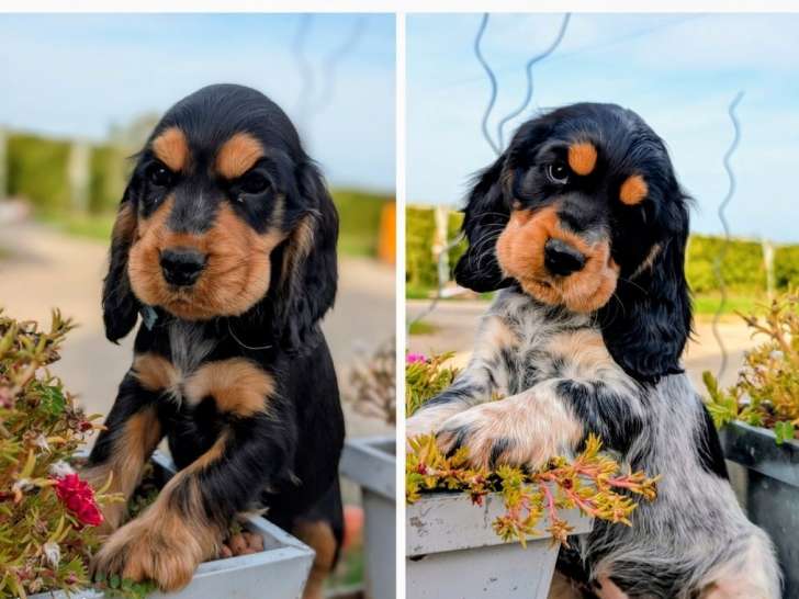 2 chiots Cockers Spaniel Anglais LOF à vendre, nés en juillet 2025