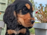 2 chiots Cockers Spaniel Anglais LOF à vendre, nés en juillet 2025