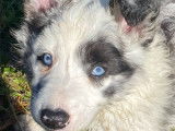 À réserver, 1 chiot mâle Border Collie LOF bleu merle né en août 2025