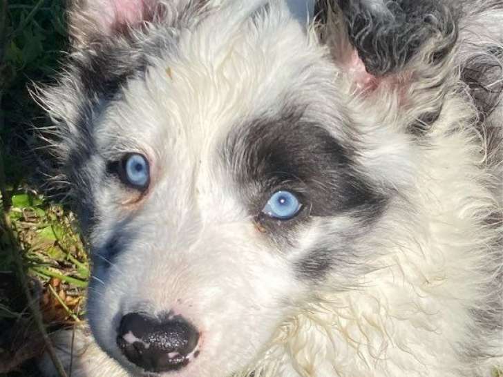 À réserver, 1 chiot mâle Border Collie LOF bleu merle né en août 2025