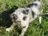 À réserver, 1 chiot mâle Border Collie LOF bleu merle né en août 2025
