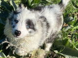 À réserver, 1 chiot mâle Border Collie LOF bleu merle né en août 2025