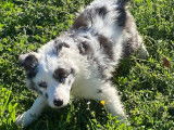 À réserver, 1 chiot mâle Border Collie LOF bleu merle né en août 2025