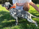 1 chiot Setter Anglais LOF à vendre, mâle né en mai 2025