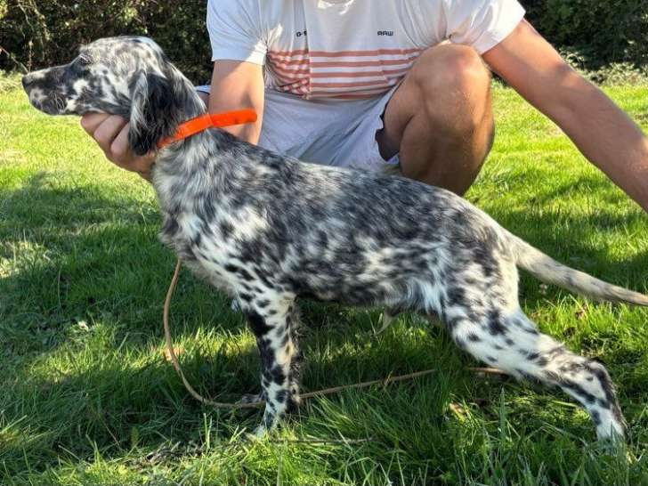 1 chiot Setter Anglais LOF à vendre, mâle né en mai 2025