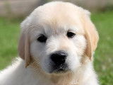 À vendre, 8 chiots Golden Retrievers LOF