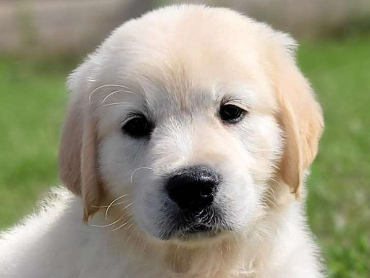 À vendre, 8 chiots Golden Retrievers LOF