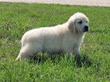 À vendre, 8 chiots Golden Retrievers LOF