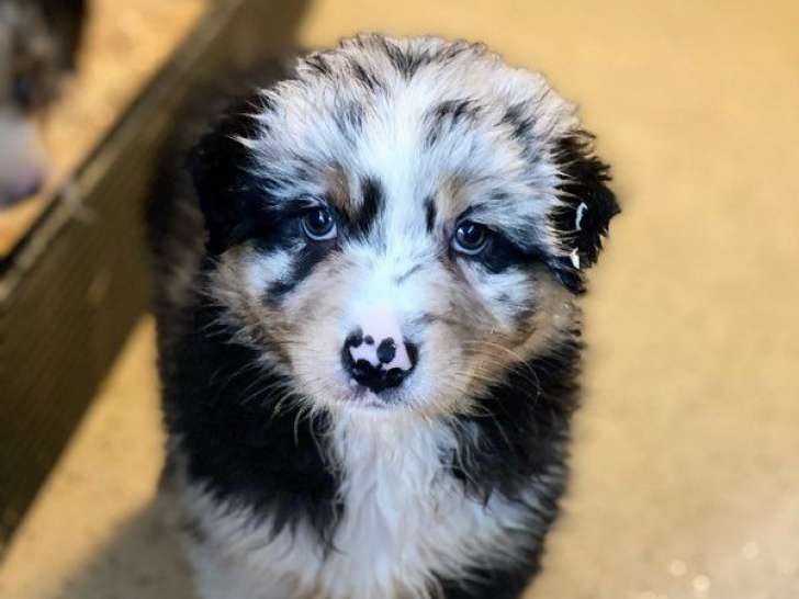 8 chiots Bergers Australiens LOF à vendre, nés en juillet 2025