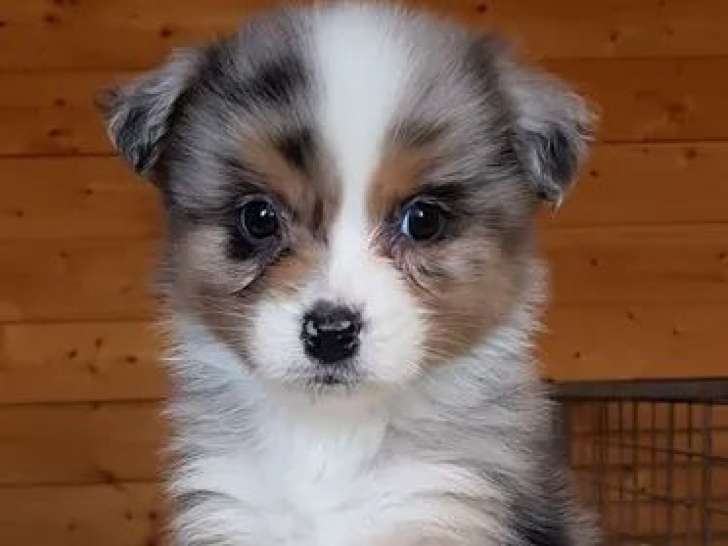 À réserver, 4 chiots Bergers Australiens LOF