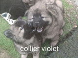 3 chiots Eurasiers LOF à vendre, nés en juillet 2025