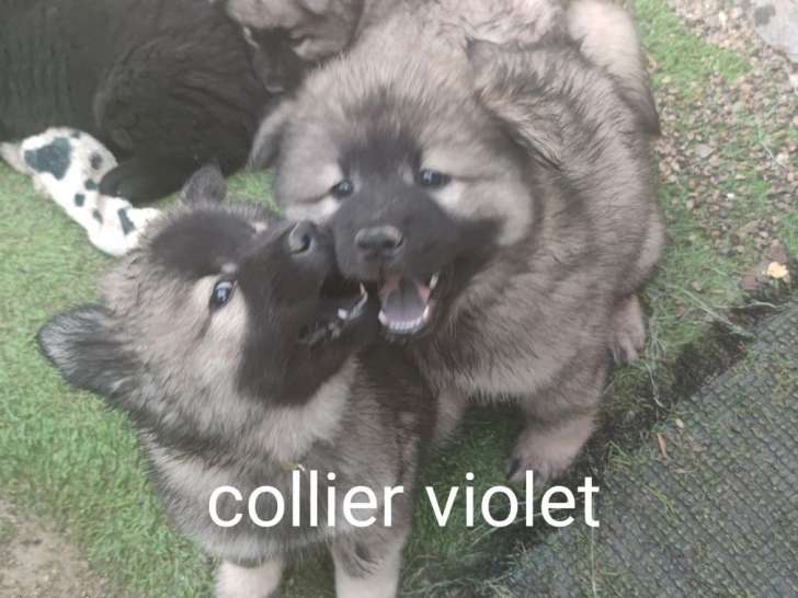 3 chiots Eurasiers LOF à vendre, nés en juillet 2025