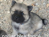 3 chiots Eurasiers LOF à vendre, nés en juillet 2025