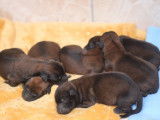 À réserver, 6 chiots femelles Malinois Berger Belge LOF nés en septembre 2025