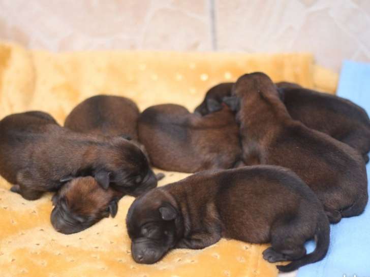 À réserver, 6 chiots femelles Malinois Berger Belge LOF nés en septembre 2025
