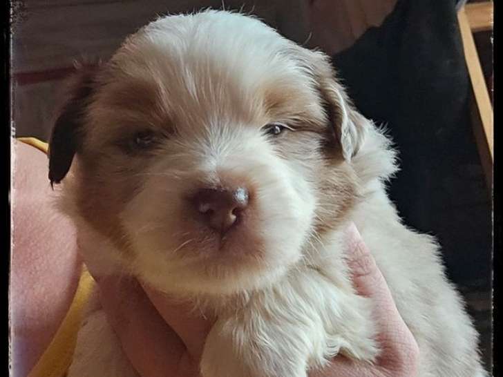 À réserver, 6 chiots Bergers Américains Miniatures LOF nés en septembre 2025