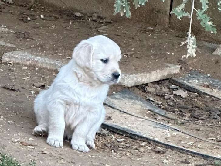À réserver, chiots Golden Retrievers LOF nés en août 2025