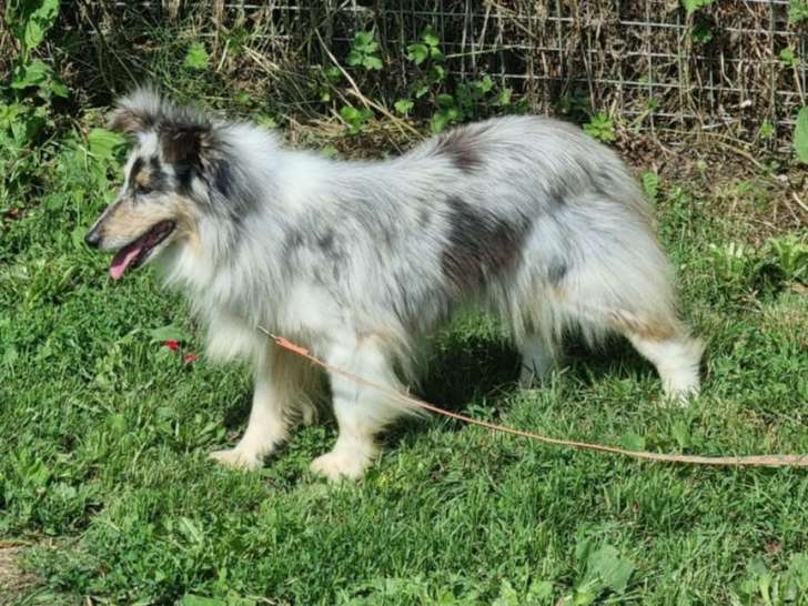 Chienne Berger des Shetland LOF à vendre, pour compagnie ou élevage