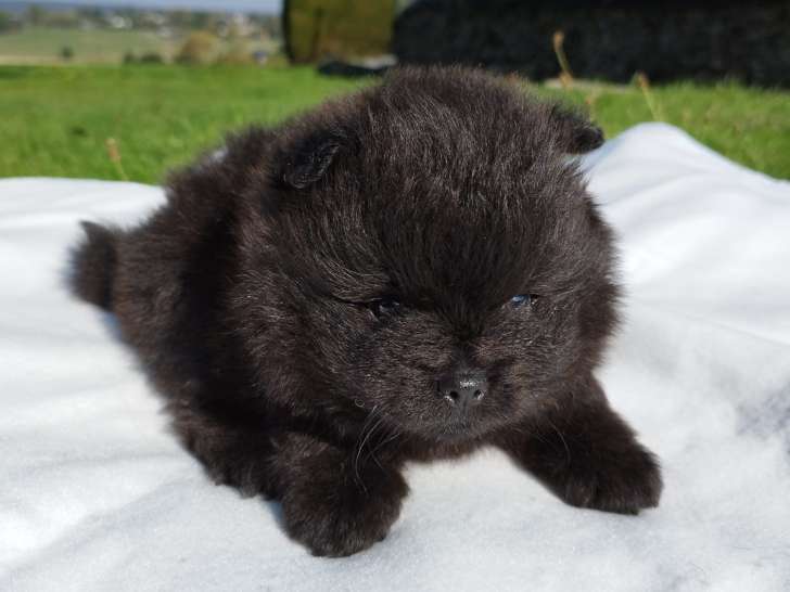 Chiots de race Loulou de Poméranie à vendre (une femelle et un mâle)