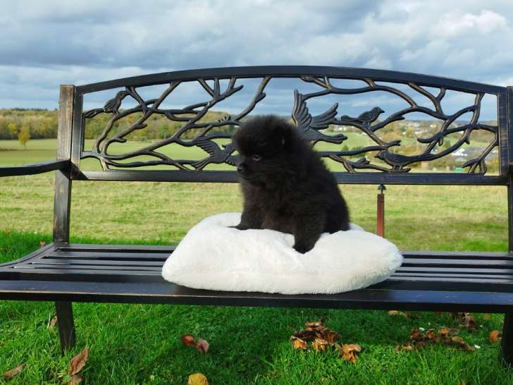Chiot de race Loulou de Poméranie à vendre (un mâle)