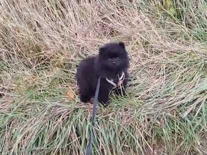 Chiot de race Loulou de Poméranie à vendre (un mâle)