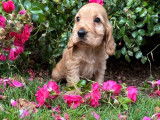 À vendre, 2 chiots mâles Cocker Anglais LOF nés en juillet 2025