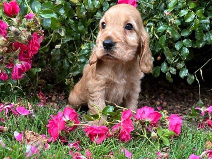 À vendre, 2 chiots mâles Cocker Anglais LOF nés en juillet 2025