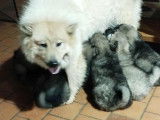 Chiots Eurasier LOF à vendre